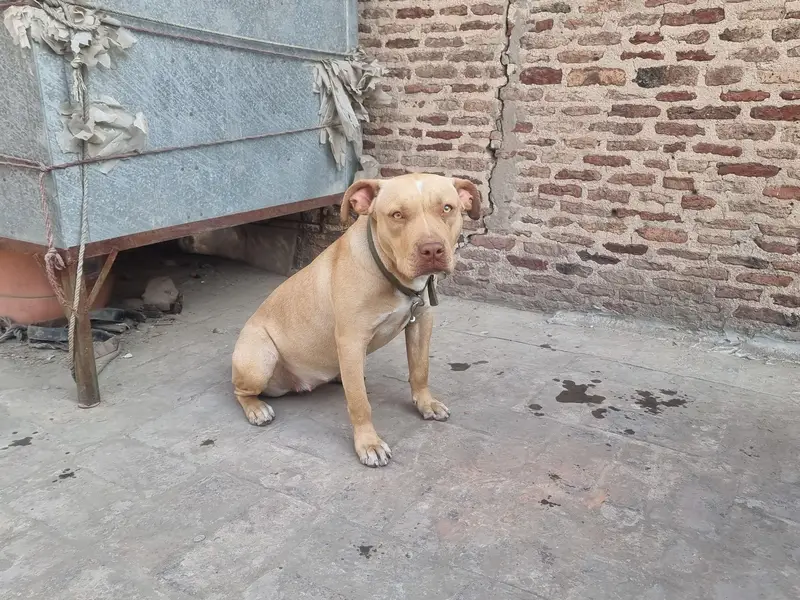 Amercian Pitbull Female — photo 4