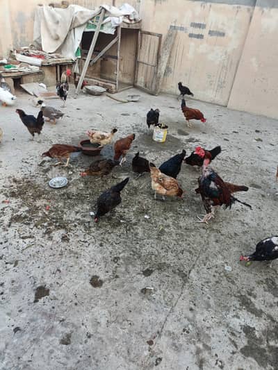 Ghr ki Dassi Mugiyan murga or full-size pijra bi