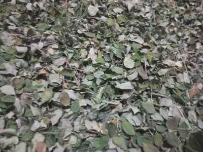 Multani moringa(suhanjna) powder