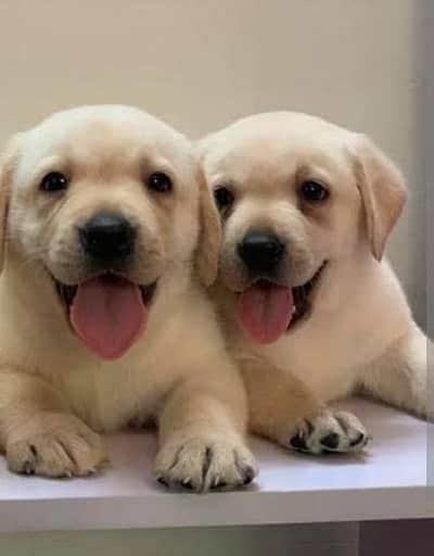 British labordar dog male puppy high quality show class