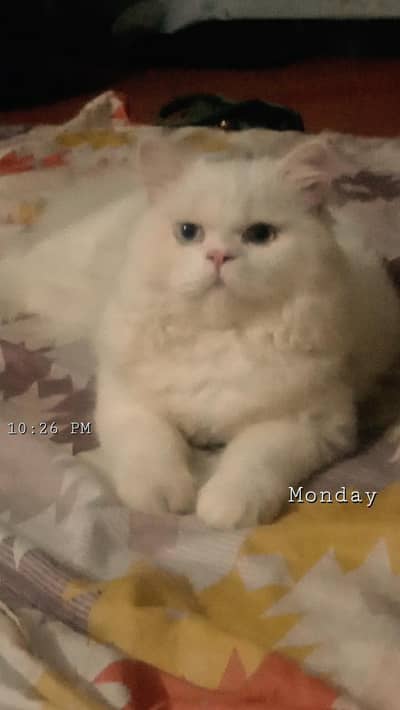 male for sale location Lahore 0/3/0/1/4/8/5/5/2/6/6