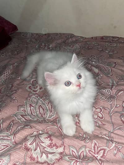 Persian Kitten
