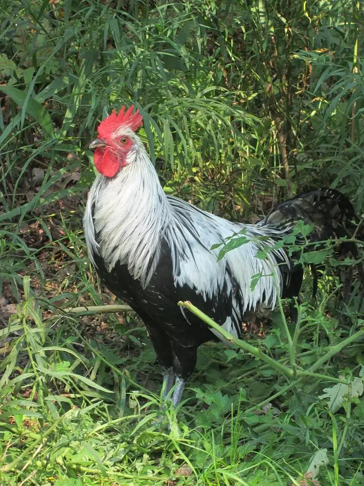 Desi murga sheikhupora — photo 2