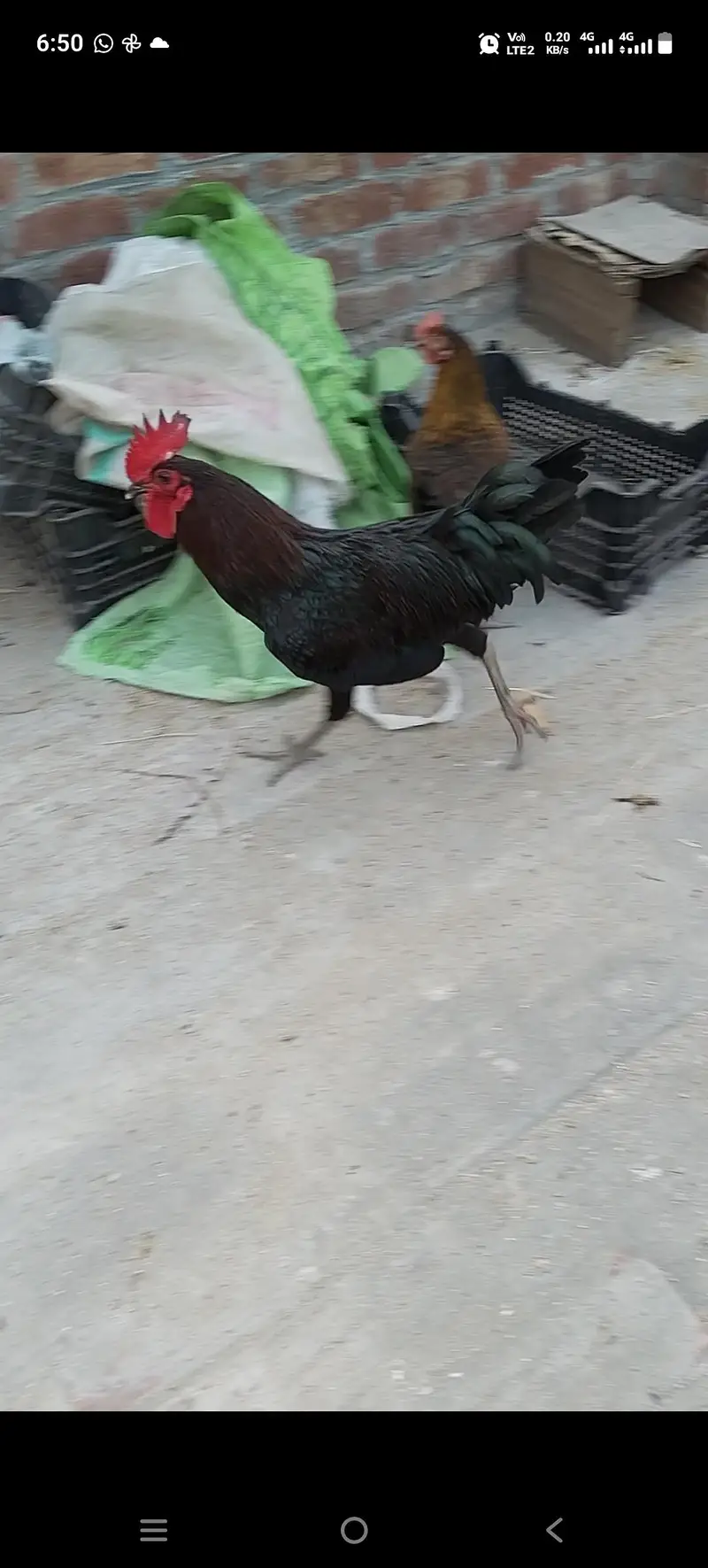 Desi murga sheikhupora — photo 7