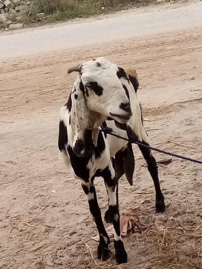 dhuod wali gaban bakri