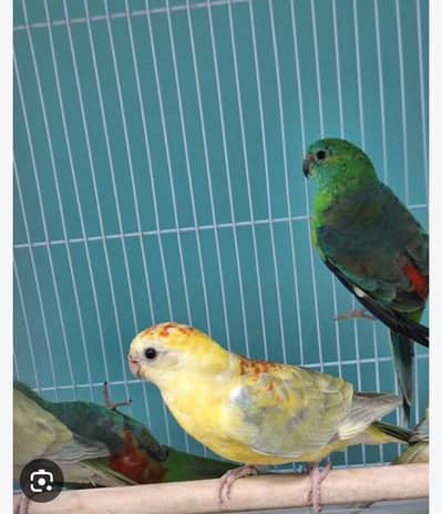 rump parrot pair required in shahdra