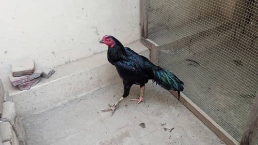 Pakoye Thai aseel murgha