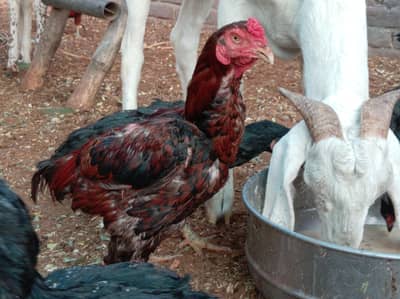breeder male