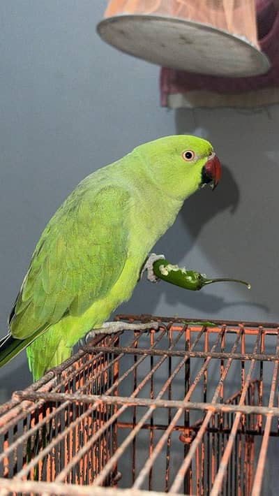 Kashmiri parrot hai chota hai abhi learning stage hai apny mod py bolt