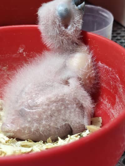 GREY parrot chick's available CONGO SIZE