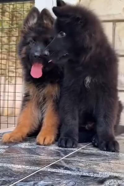 German Shepherd long code puppy for sale my WhatsApp 0341/39/96/191