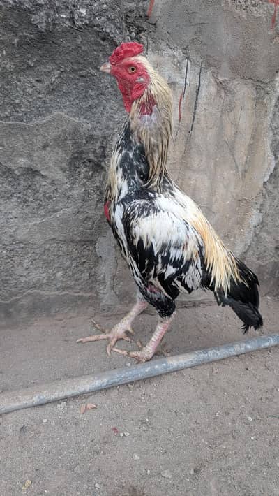 Aseel Miyanwali Breeder & aseel chicks