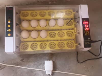 hen incubator automatic  exchange possible