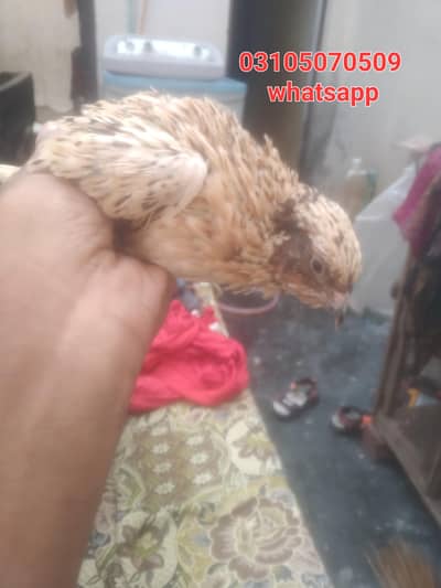 quail batair available for sale 3 pair hain ready to egg laying