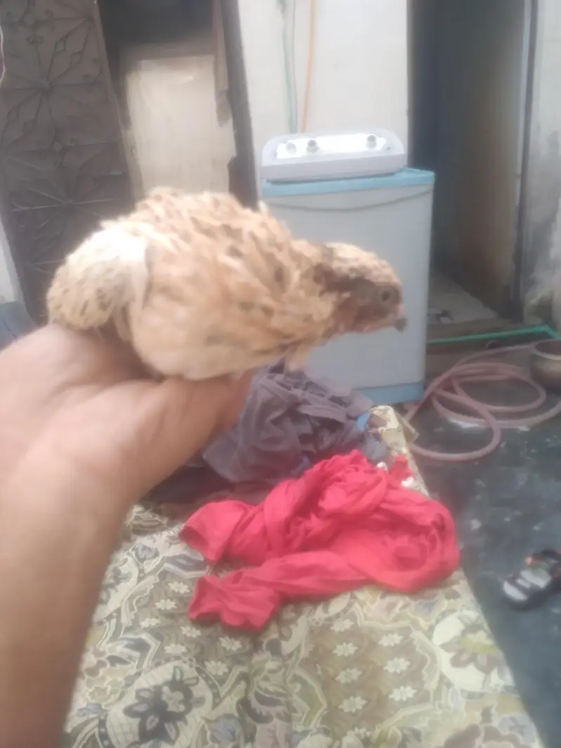 quail batair available for sale 3 pair hain ready to egg laying — photo 2