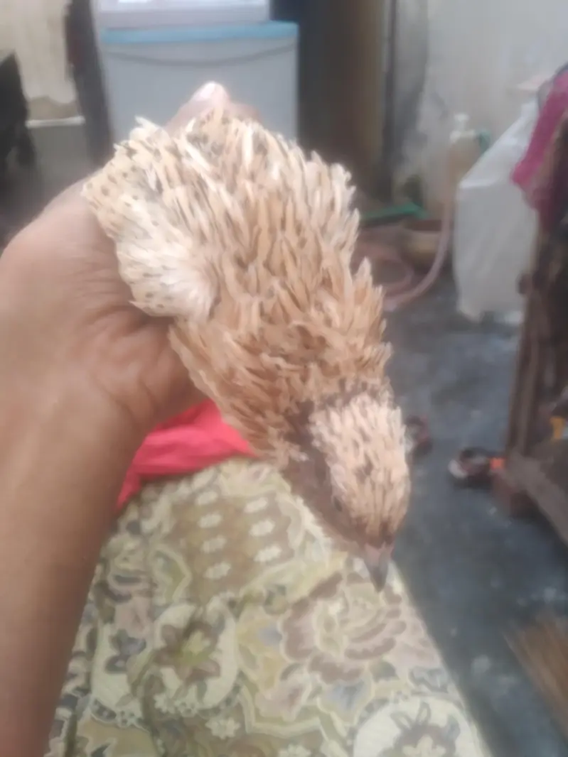 quail batair available for sale 3 pair hain ready to egg laying — photo 3