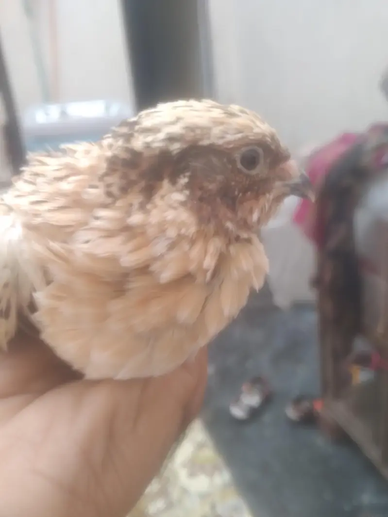 quail batair available for sale 3 pair hain ready to egg laying — photo 4