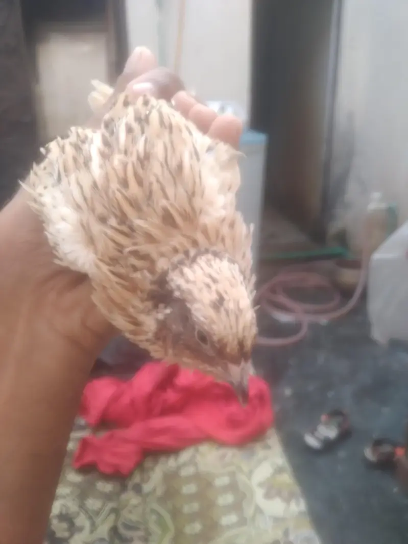 quail batair available for sale 3 pair hain ready to egg laying — photo 5
