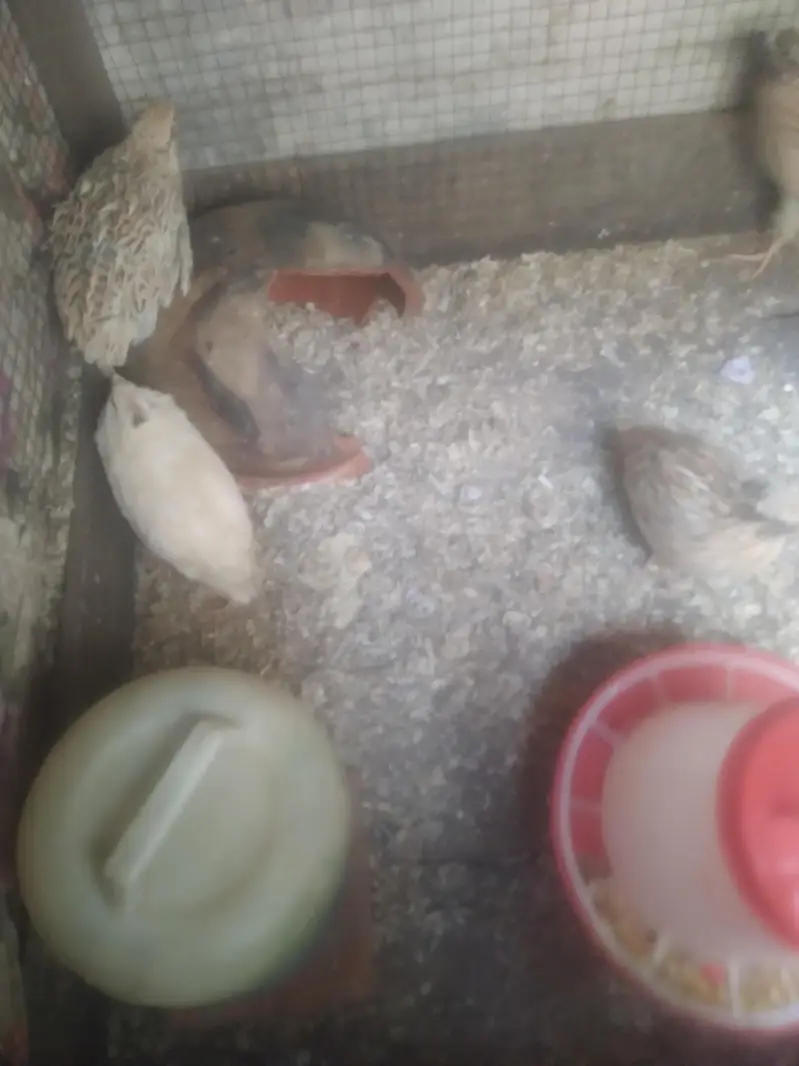quail batair available for sale 3 pair hain ready to egg laying — photo 6