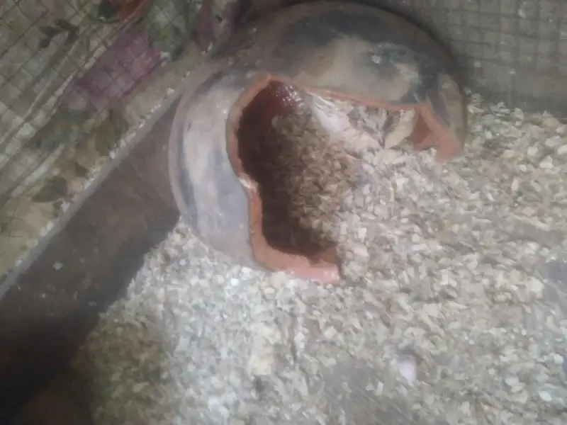 quail batair available for sale 3 pair hain ready to egg laying — photo 7