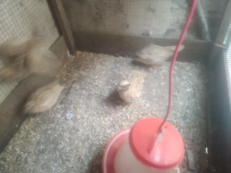 quail batair available for sale 3 pair hain ready to egg laying — photo 8