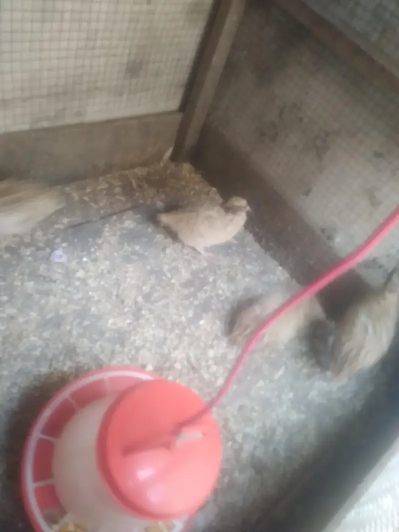 quail batair available for sale 3 pair hain ready to egg laying — photo 9