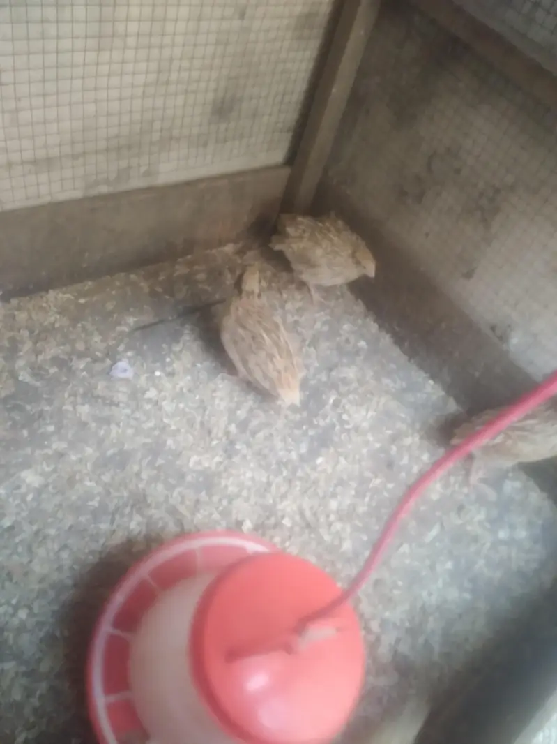 quail batair available for sale 3 pair hain ready to egg laying — photo 10