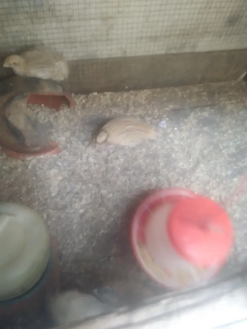 quail batair available for sale 3 pair hain ready to egg laying — photo 11