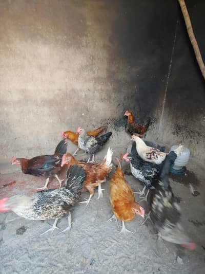 گھر کے پلے ہوئے صحت مند دیسی مرغے برائے فروخت - 900 روپے فی پیس