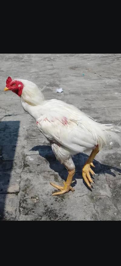 urgent for sale 3 aseel murgha