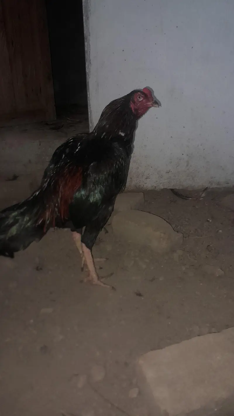 urgent for sale 3 aseel murgha — photo 2