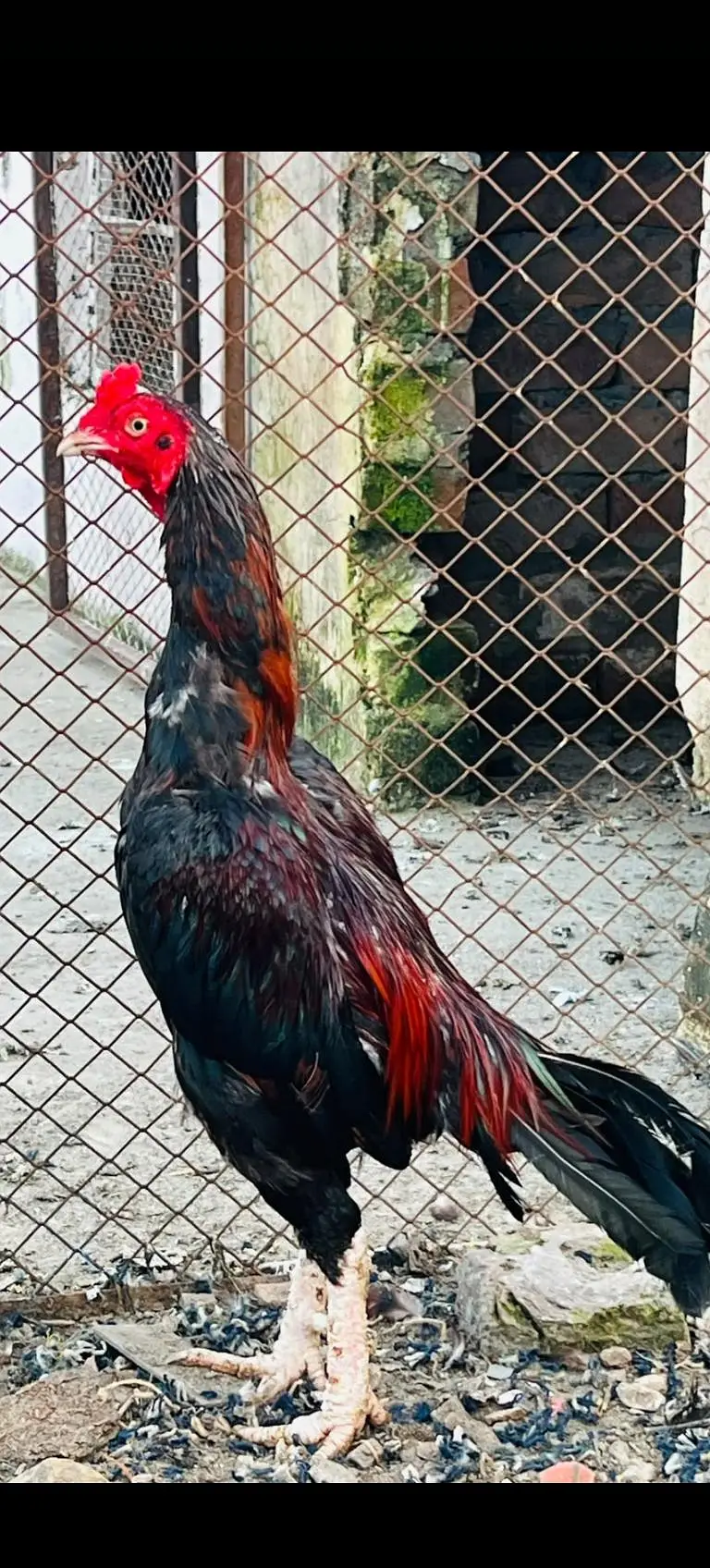 urgent for sale 3 aseel murgha — photo 4