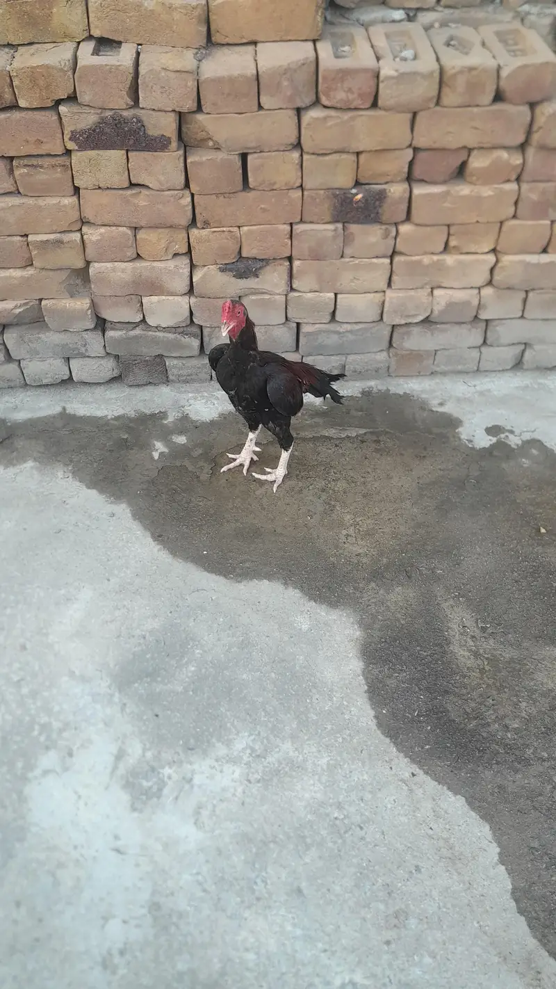 urgent for sale 3 aseel murgha — photo 5
