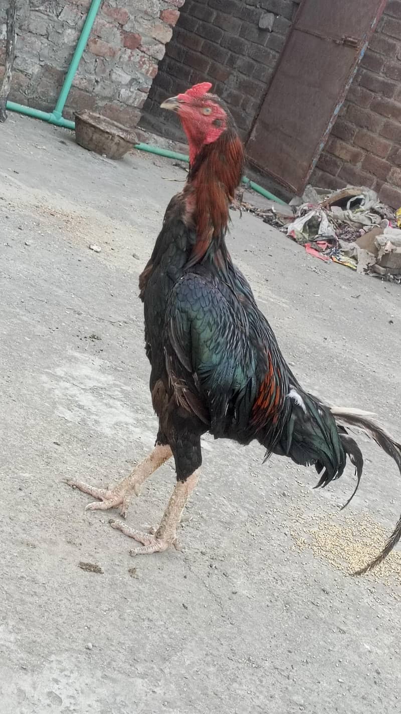 Aseel murga 3