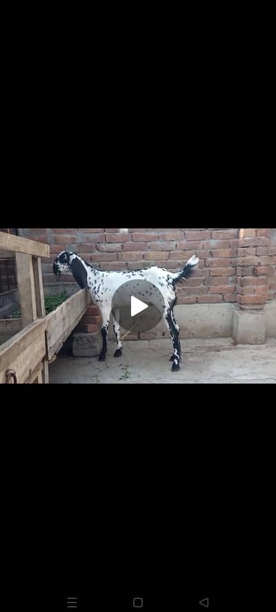makhi cheeni path urgent for sale