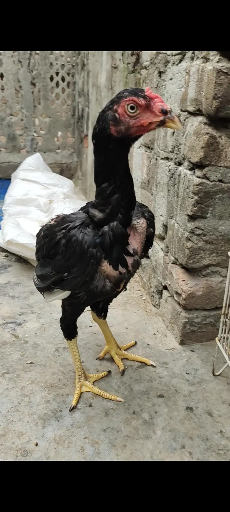 aseel for sale — photo 4