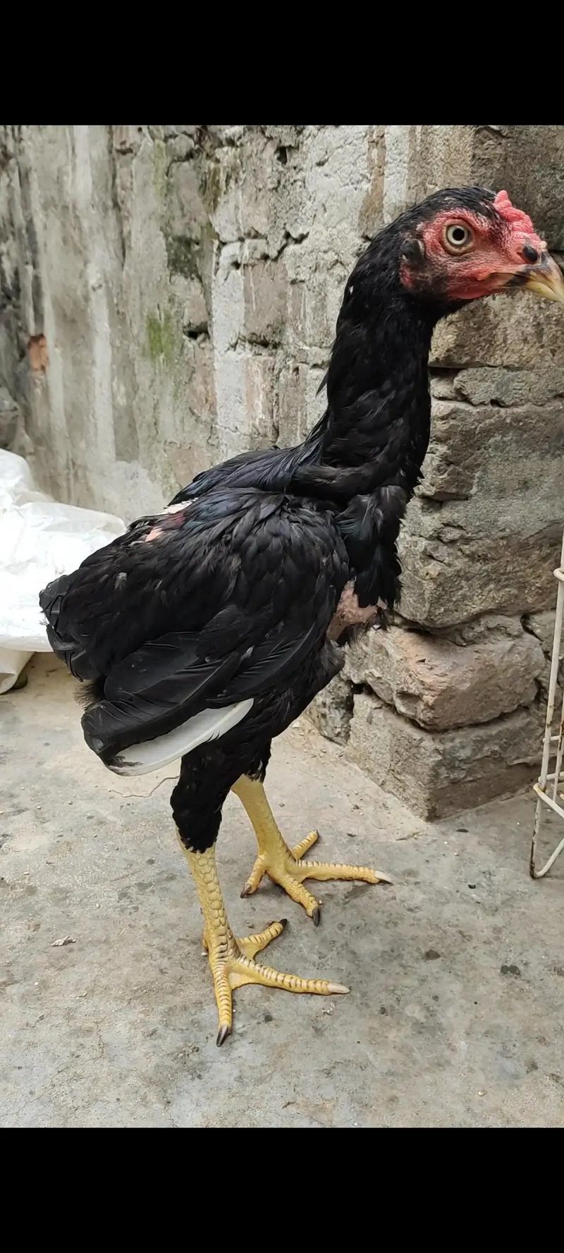aseel for sale — photo 5