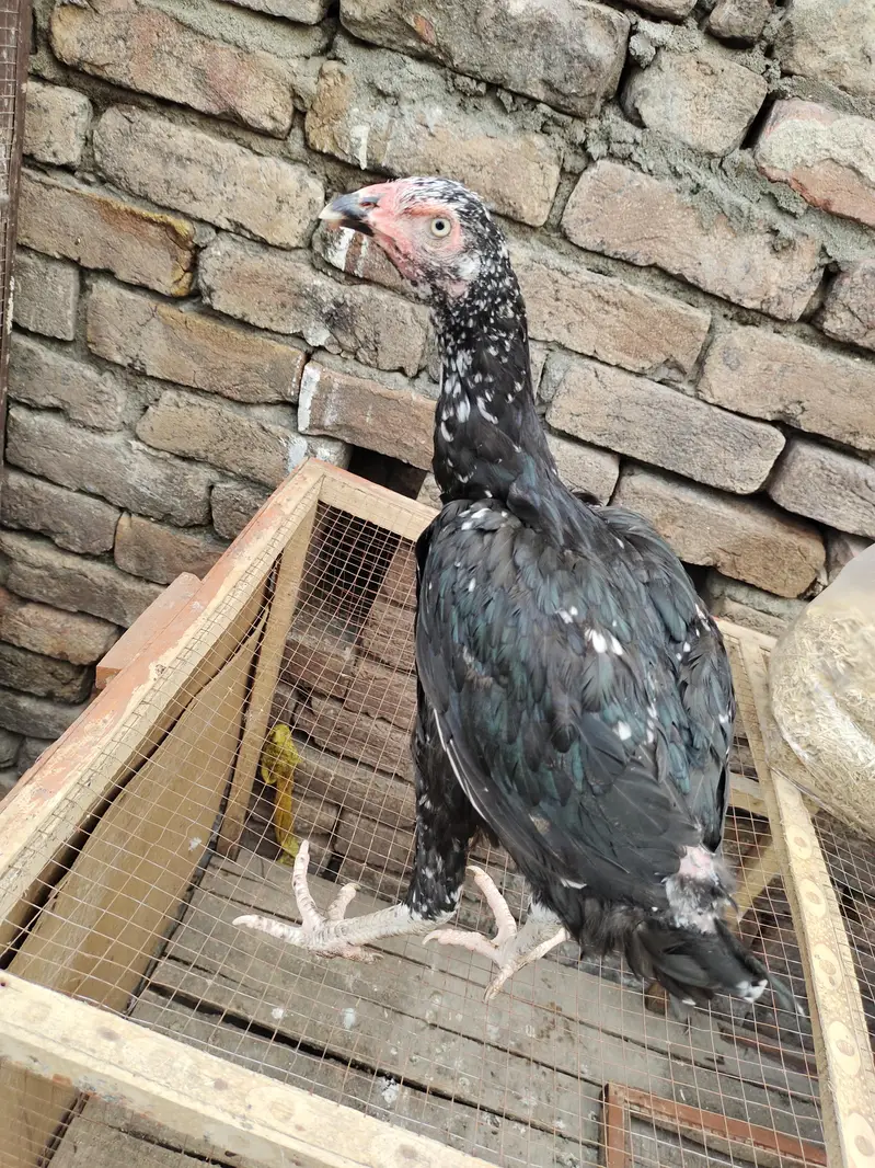 aseel for sale — photo 6