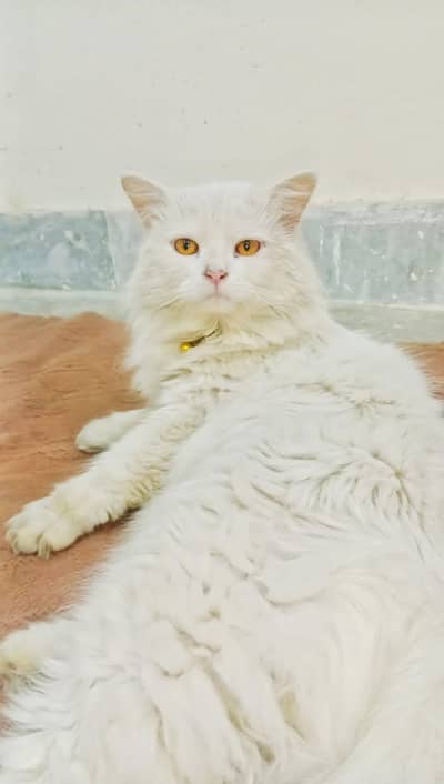 Persian cat age no idea male female no idea