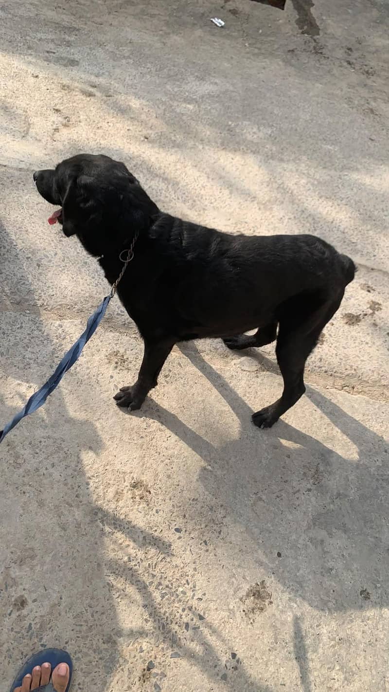Labrador 1