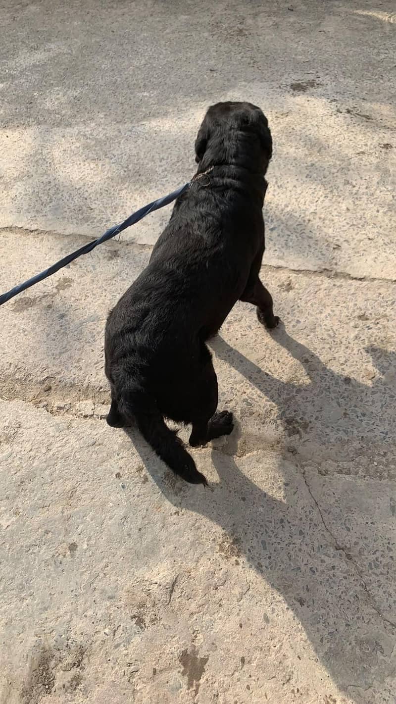 Labrador 2