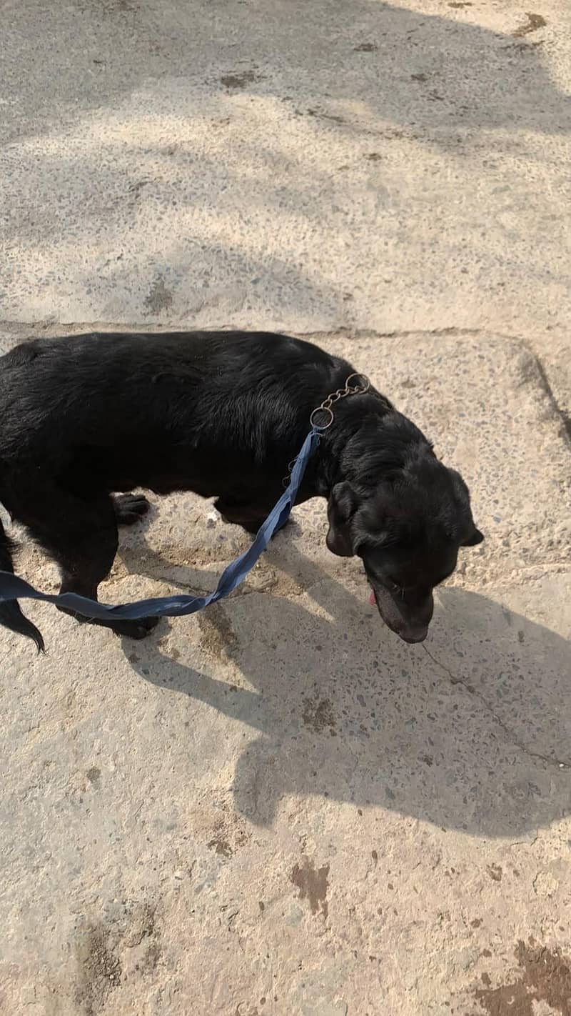Labrador 3