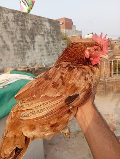 dessi murgiya For sale | Eggs lying Hens| 100% Healthy and active