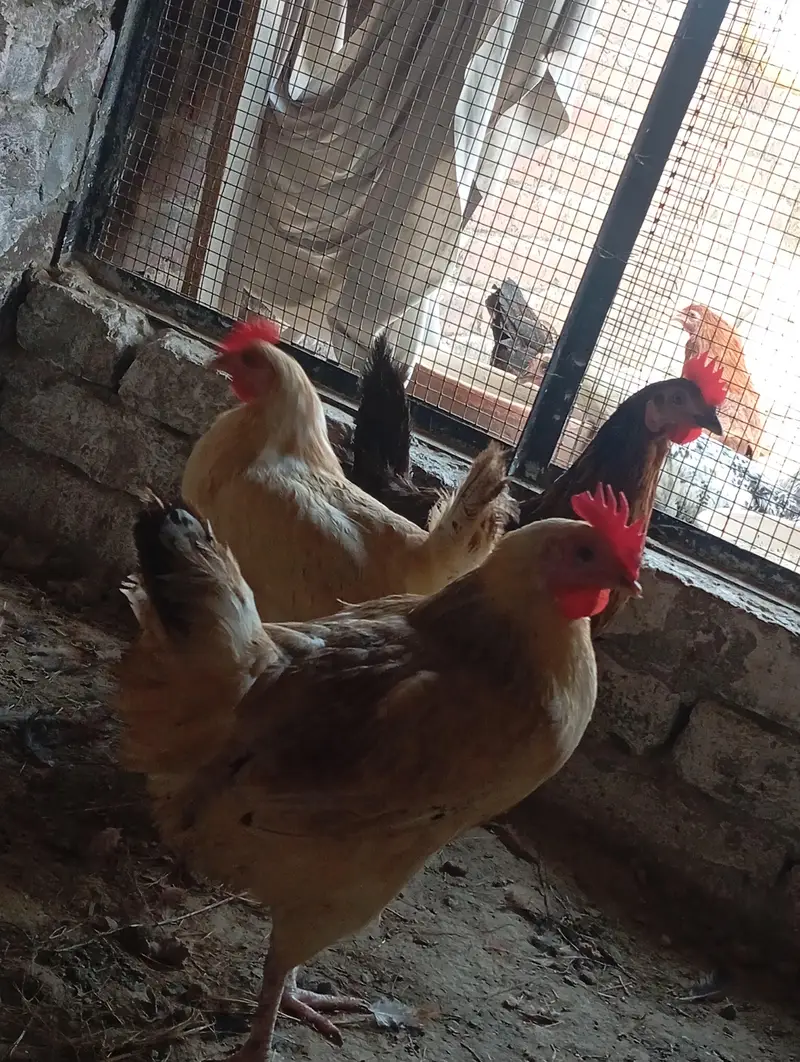 dessi murgiya For sale | Eggs lying Hens| 100% Healthy and active — photo 2