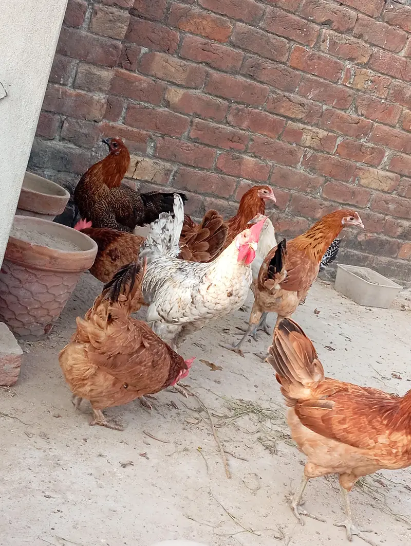 dessi murgiya For sale | Eggs lying Hens| 100% Healthy and active — photo 3