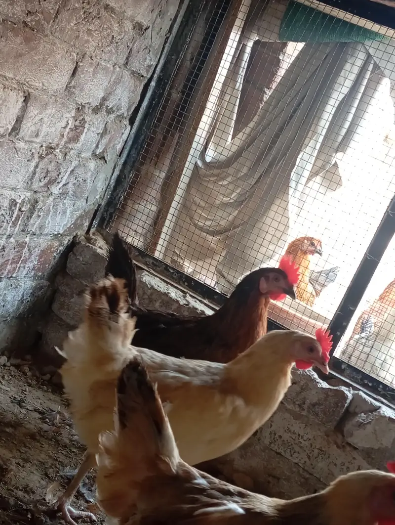 dessi murgiya For sale | Eggs lying Hens| 100% Healthy and active — photo 4