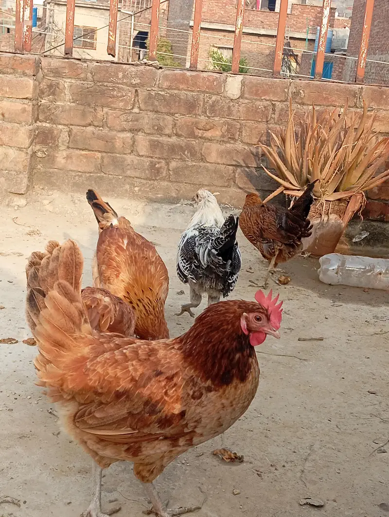 dessi murgiya For sale | Eggs lying Hens| 100% Healthy and active — photo 5