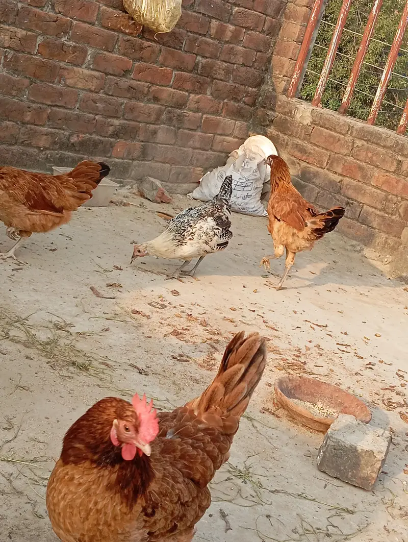 dessi murgiya For sale | Eggs lying Hens| 100% Healthy and active — photo 6