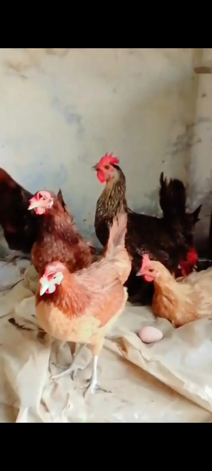 dessi murgiya For sale | Eggs lying Hens| 100% Healthy and active — photo 7