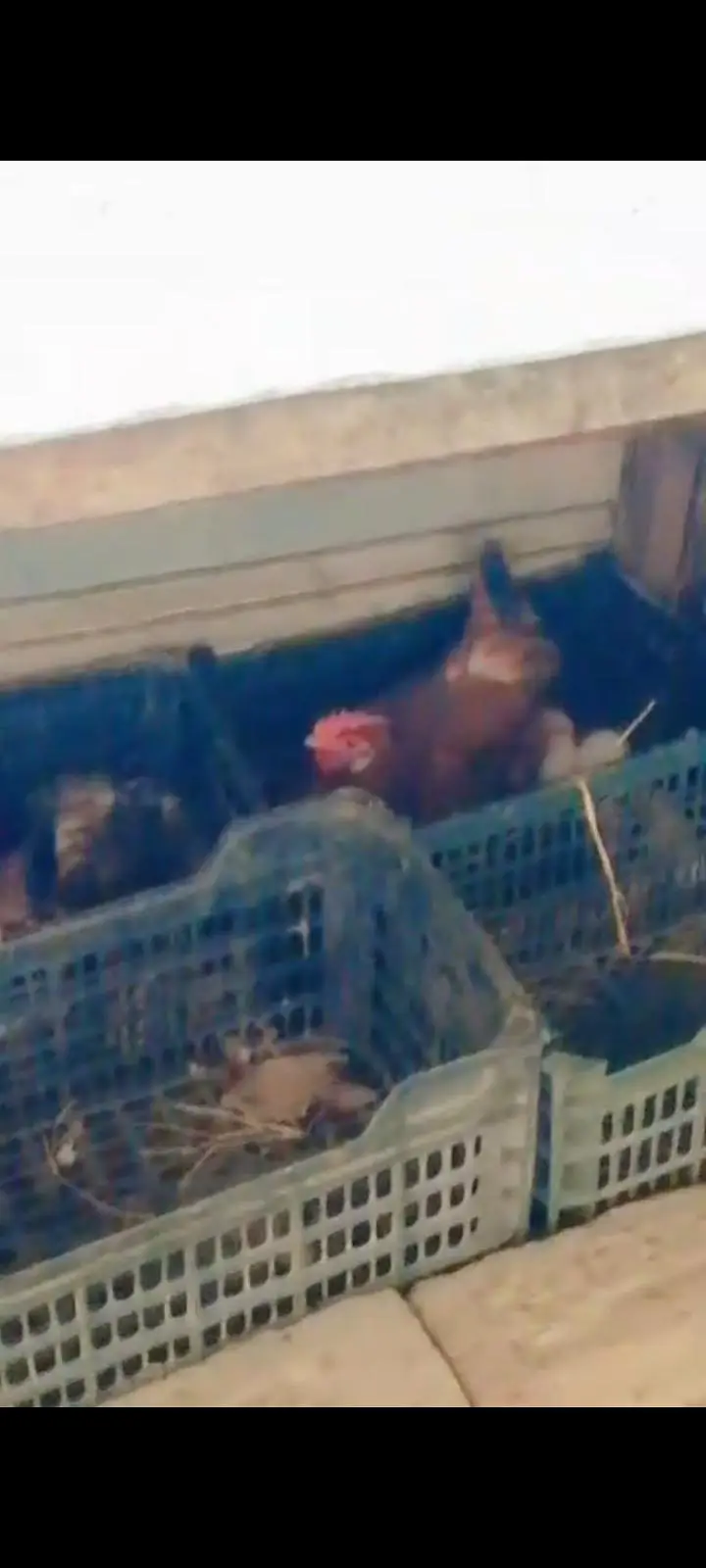 dessi murgiya For sale | Eggs lying Hens| 100% Healthy and active — photo 8